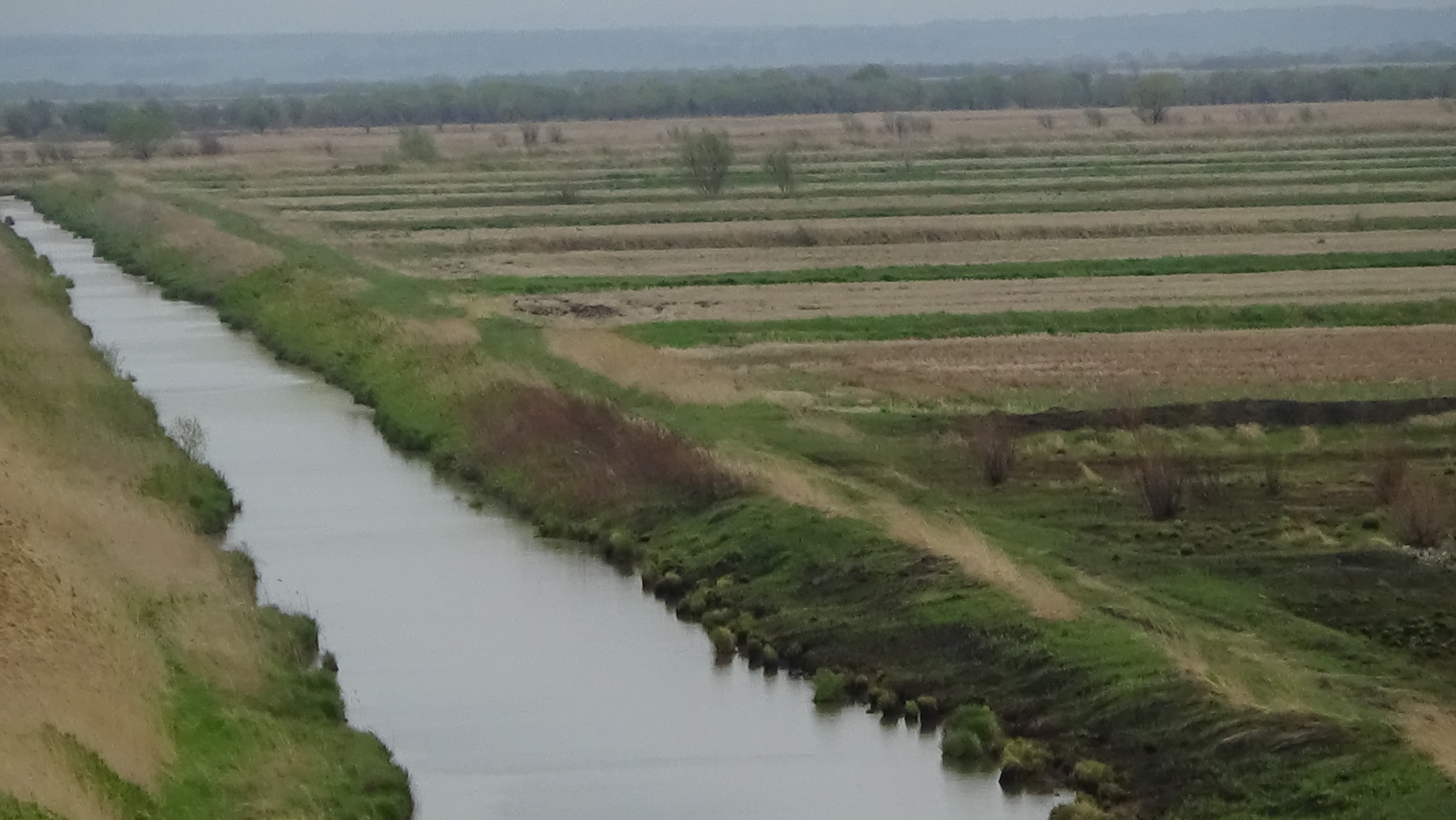 Rice land Novoselskoye 2015